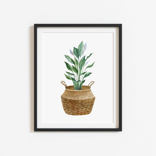 Botanical plant print watercolour plant belly basket illustration unframed wall art poster print