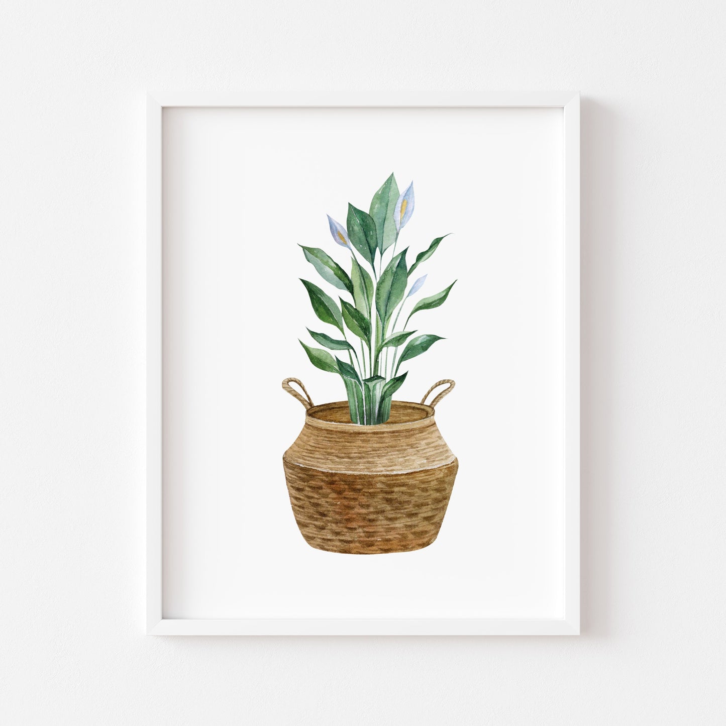 Botanical plant print watercolour plant belly basket illustration unframed wall art poster print
