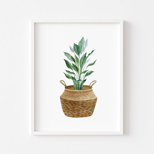 Botanical plant print watercolour plant belly basket illustration unframed wall art poster print