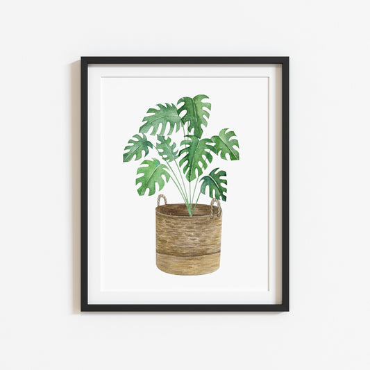 Botanical plant print watercolour cheese plant basket illustration unframed wall art poster print