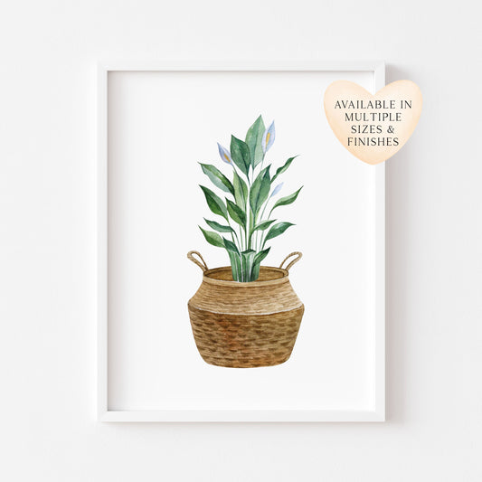 Botanical plant print watercolour plant belly basket illustration unframed wall art poster print