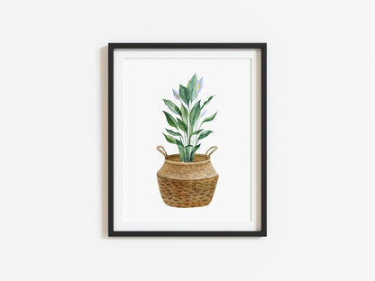 Botanical plant in belly basket watercolour illustration unframed wall art poster print