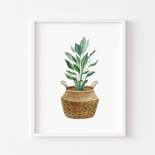 Botanical plant in belly basket watercolour illustration unframed wall art poster print